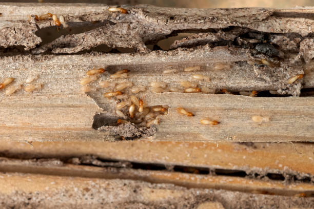 Best Local Pest Control Services  in Gambrills, MD